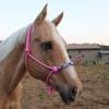 Tahoe Tack Copper Tip Series Braided Rope Horse Halter with Navajo Beaded Noseband, Cowboy Knots, 10 Ft Lead view 3