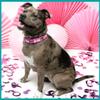 Country Brook Design - Pink Oh My Dog Polyester Webbing (1 Inch, 5 Yards) view 2