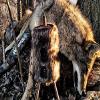 MOJO Outdoors Critter Predator Hunting Decoy - Great for Coyote and Bobcat Hunting and as a Varmint Decoy - Tail Decoy - Rabbit Decoy - Super Critter view 2