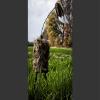 MOJO Outdoors Critter Predator Hunting Decoy - Great for Coyote and Bobcat Hunting and as a Varmint Decoy - Tail Decoy - Rabbit Decoy - Super Critter view 4