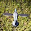 MOJO Pigeon Spinning Wing Dove Decoy for Dove Hunting view 3