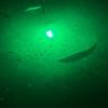 Green Blob Outdoors Green Underwater Fishing Attracting Light 7500 Lumens 12V for Boats 30ft Cord Alligator Clips & Cig Lighter QD Adapters LED Fish Attractor Snook Crappie Bass Catfish Made in Texas view 4