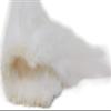Creative Angler Saddle Hackle for Fly Tying/Tying Flies (White) view 3