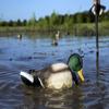MOJO Outdoors Rippler - Premium Waterfowl and Duck Hunting Decoy view 4