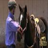 Monty Roberts Official Dually Training Halter SMALL (with FREE DVD) view 3