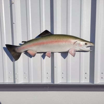 in Stock - 25" Rainbow Trout Half Sided Fish Mount Replica - Cabin Decor - Indoors Or Outside
