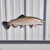 in Stock - 25" Rainbow Trout Half Sided Fish Mount Replica - Cabin Decor - Indoors Or Outside view 1